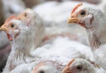 Experts expect Indian poultry demand to reach 70% of pre-COVID-19 level