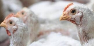 Experts expect Indian poultry demand to reach 70% of pre-COVID-19 level