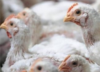 Experts expect Indian poultry demand to reach 70% of pre-COVID-19 level
