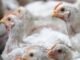 Experts expect Indian poultry demand to reach 70% of pre-COVID-19 level