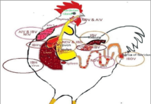 Role of Innate Immunity During Viral Disease Outbreaks in Poultry