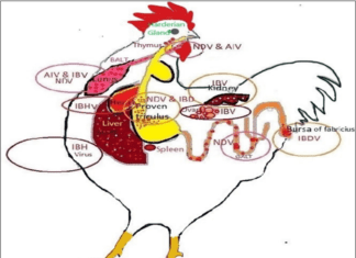 Role of Innate Immunity During Viral Disease Outbreaks in Poultry