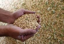 India’s soybean output estimate