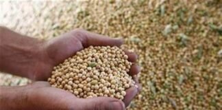 India’s soybean output estimate