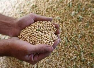 India’s soybean output estimate