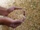 India’s soybean output estimate