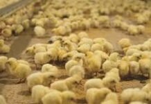 DSM completes acquisition of Erber Group