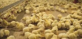 DSM completes acquisition of Erber Group