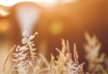 DSM plans to revolutionize the Animal nutrition sector with its new initiative