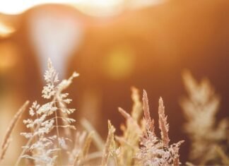 DSM plans to revolutionize the Animal nutrition sector with its new initiative