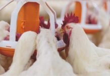 Importance of Antioxidants and Phytobiotics in Poultry