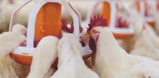 Importance of Antioxidants and Phytobiotics in Poultry