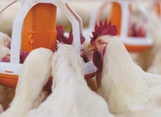 Importance of Antioxidants and Phytobiotics in Poultry
