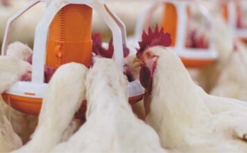 Importance of Antioxidants and Phytobiotics in Poultry
