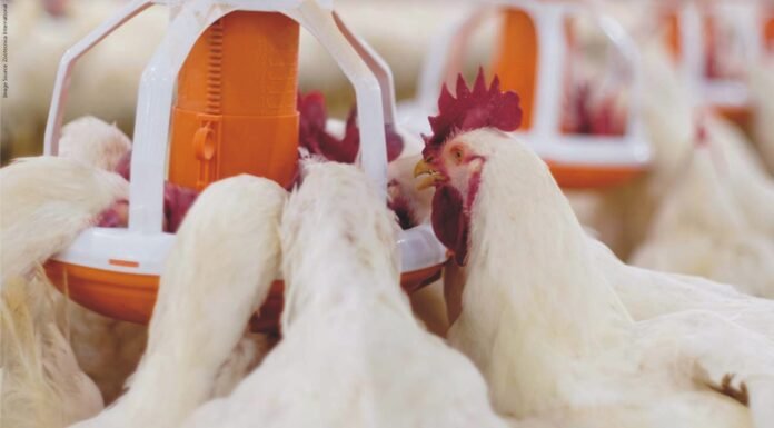 Importance of Antioxidants and Phytobiotics in Poultry