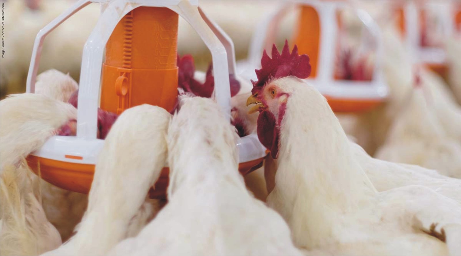 Allicin powder manufacturer Allicin powder manufacturer