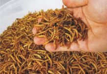 Mealworms – A key to replace unsustainable feeds