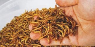 Mealworms – A key to replace unsustainable feeds