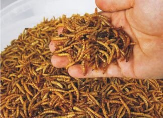 Mealworms – A key to replace unsustainable feeds