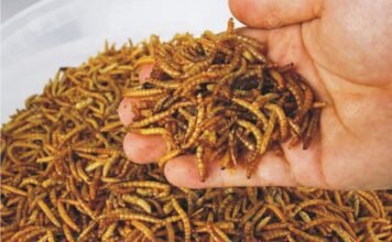 Mealworms – A key to replace unsustainable feeds