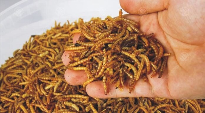 Mealworms – A key to replace unsustainable feeds