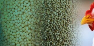 Mycotoxin Prevalence in India