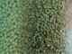 Mycotoxin Prevalence in India
