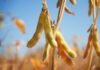 Argentina lowers export taxes on soy for three months