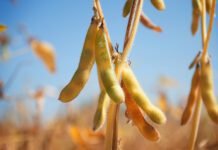 Argentina lowers export taxes on soy for three months