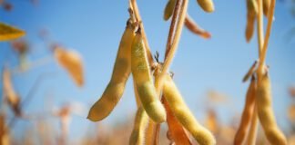 Argentina lowers export taxes on soy for three months