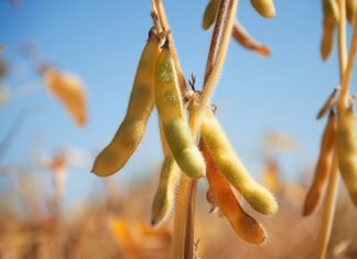 Argentina lowers export taxes on soy for three months