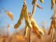 Argentina lowers export taxes on soy for three months