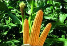 New hybrid maize with increased productivity for Bihar