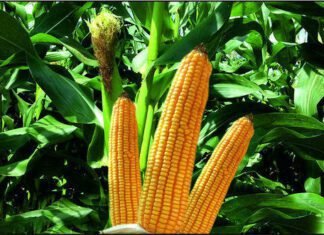 New hybrid maize with increased productivity for Bihar