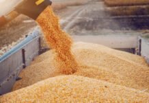 Lower EU corn supply outlook due to losses in France and Romania – USDA report