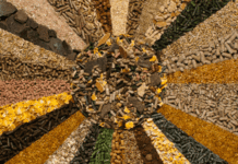 Outlook of Traditional and Alternative Feed Raw Material