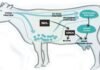 Success Story of Bypass Protein
