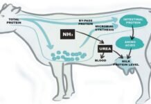 Success Story of Bypass Protein