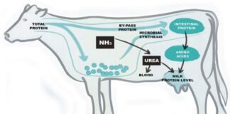 Success Story of Bypass Protein