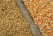 Brazil removes import tariffs on maize and soybeans
