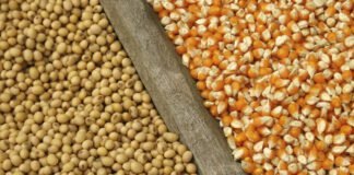 Brazil removes import tariffs on maize and soybeans