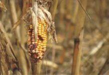 Feed Safety – A responsibility or compulsion?