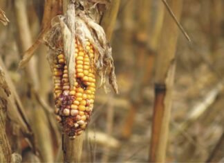 Feed Safety – A responsibility or compulsion?