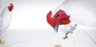 Role of Probiotics for Gut Health Management in Poultry