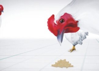 Role of Probiotics for Gut Health Management in Poultry