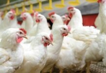 Importance of Biosecurity in Poultry