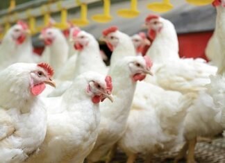 Importance of Biosecurity in Poultry