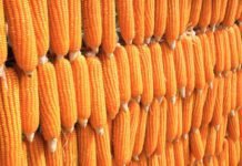 Tightening supply-demand outlook for Maize