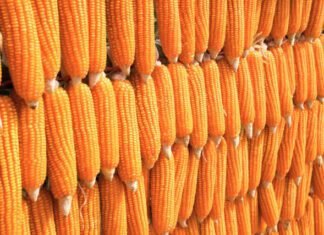 Tightening supply-demand outlook for Maize