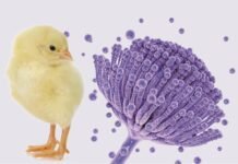 Mycotoxicosis: An insidious threat to the poultry industry